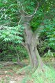 Kapokier. CEIBA pentandra. Tropical. Bonbacaceae. 40m
